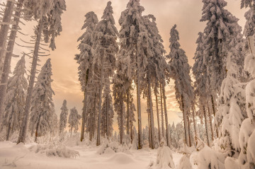Фото бесплатно зима, закат, снег на деревьях, природа