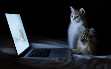 кошки сидят за ноутбуком