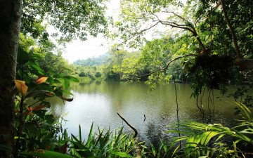 Фото бесплатно тугайная зона, тропические и субтропические леса, бесплатные изображения, река, природа