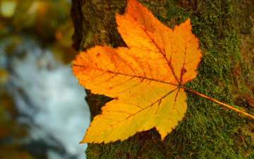 2880х1800 обои скачать, осень, желтый кленовый лист, ствол дерева с мхом, минимализм, природа