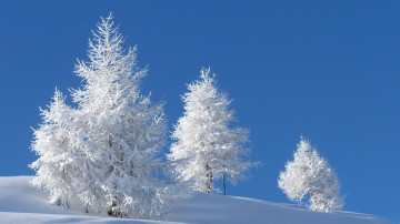 nature, winter, snow, frost, white trees, download wallpaper for free, природа, зима, снег, иней, белые деревья, скачать обои бесплатно