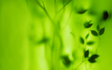 листья, размытость, зеленый фон, обои на рабочий стол, Leaves, blur, green background, wallpapers