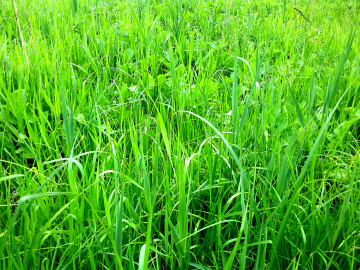 ярко-зеленая трава, природа, 4К обои высокого качества