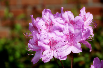 Фото бесплатно цветы, розовый цвет, рододендрон