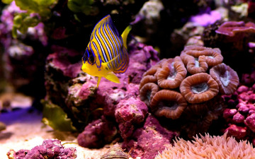 рыбка, глубина, под водой, красивые обои, Fish, depth, under water, beautiful wallpaper