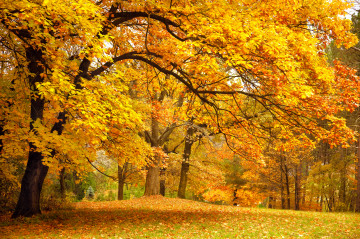 Осенние ветви клена, золотая осень, жёлтые листья