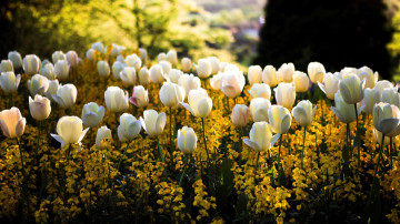 белые тюльпаны, весна, цветы, красивые обои, white tulips, spring, flowers, beautiful wallpaper