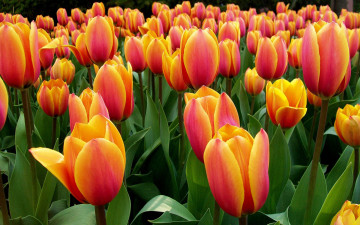 поле желто-красных тюльпанов, цветы, весна, великолепные обои, скачать, Field of yellow and red tulips, flowers, spring, beautiful wallpapers download