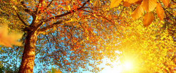 осень, природа, деревья, желтые листья, лучи солнца, обои 3440х1440
