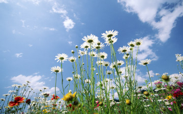 ромашки, цветы, поле, небо, daisies, flowers, field, sky