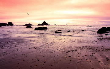 море, отлив, закат, чайка, камни, природа, обои на рабочий стол, sea, tide, sunset, seagull, rocks, nature, wallpaper