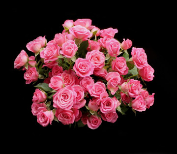 Фото бесплатно букет роз, флора, розы, цветы, розовые розы на чёрном фоне
