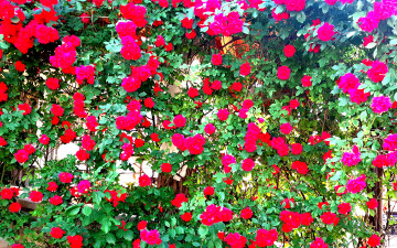 цветы, яркие розы розовые на стене, 3840х2400 4к обои