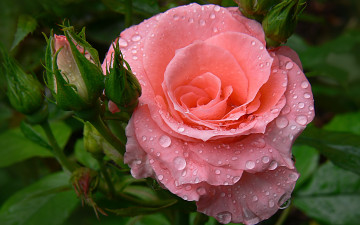 rose, pink, drops, water, bud, flower, garden, роза, розовая, капли, вода, бутон, цветок, сад