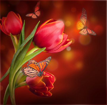 Красный цветок, тюльпан, бесплатное фото, бабочки, красный размытый фон, весна