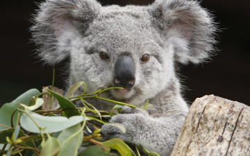 коала, листья, мордочка, смешные животные, фото, обои скачать, Koala, leaves, muzzle, funny animals, photo, wallpaper download