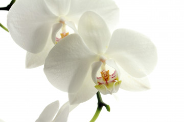 белая орхидея на белом фоне цветы