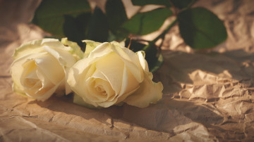 Фото бесплатно обои белые розы, лепестки, листья, бутоны, цветы, 3840х2160 4к обои