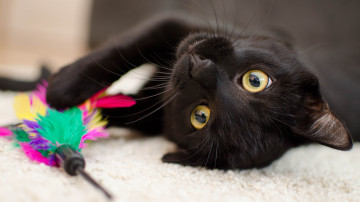 4К обои, черная кошка, лежит верх головой, игрушка, домашние животные