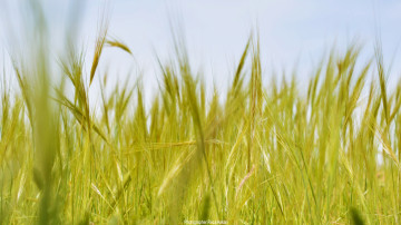 grain field, зерновое поле, зеленые колосья, природа, 2560х1440