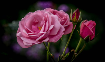 Фото бесплатно розовые цветы, розовые лепестки, розовая роза