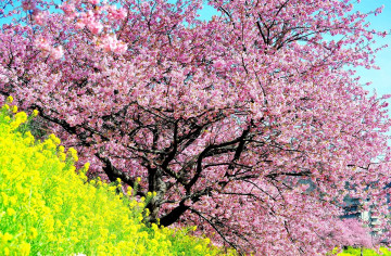 Фото бесплатно вишня, цветs, дерево
