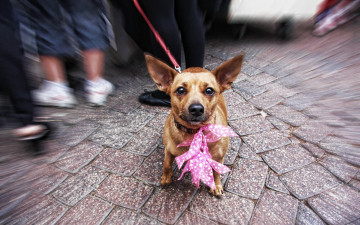 The Cute Dog, Симпатичная собака, розовый бант, обои 1920х1200