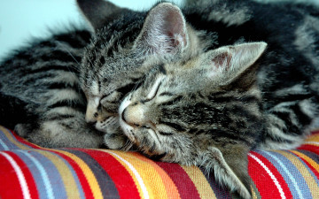 спящие котята, домашние животные