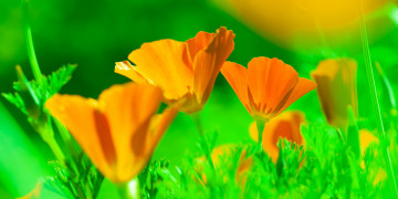 california poppies, оранжевые полевые цветы, калифорнийские маки, зелень, яркие обои