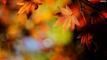природа, кленовые желтые листья, осень, фото, обои на ПК, Nature, maple yellow leaves, autumn, photo, wallpaper on your PC