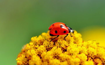макро, божья коровка на желтом цветке, красный с черными точками жук, насекомое, macro, ladybug on yellow flower, red with black dots beetle, insect,