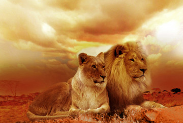 пара львов, тучи, пустыня, дикие животные, большие кошки