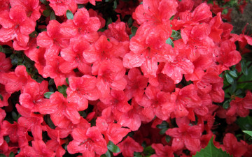 рододендрон, крупным планом, розовый, цветы, обои на рабочий стол, Rhododendron, close-up, pink, flowers, wallpapers