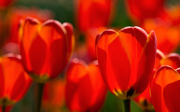 Красные тюльпаны в поле - весенние цветы