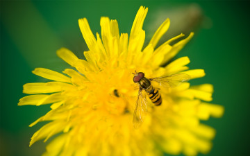 Пчела на одуванчике, желтый цветок, зеленый фон, насекомое, макро, красивая заставка, Bee on dandelion, yellow flower, green background, insect, macro, beautiful screensaver