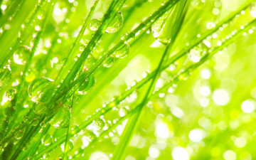 трава, капли, роса, зелень, макро, лето, яркие обои на рабочий стол, Grass, drops, greens, macro, summer, bright wallpapers