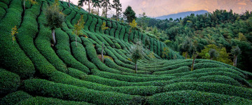 tea field, taiwan, лес, природа, зелень