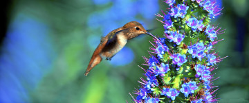 hummingbird, маленьая птичка, цветок, нектар, обои 3440х1440