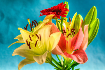 Фото бесплатно букет, цветы, лилии на бирюзовом фоне