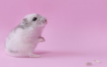 хомячок, розовый фон, маленькие пушистые домашние животные, Hamster, pink background, small fluffy pets