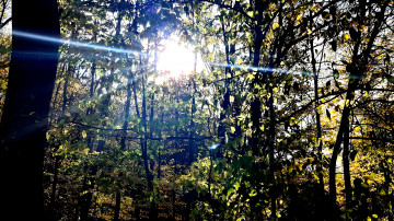 3840х2160 4к обои лучи солнца пробиваются сквозь ветки деревьев в лесу