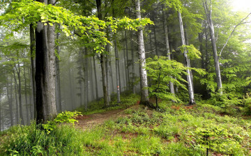 природа, лес, деревья, зелень, растения, 2560х1600