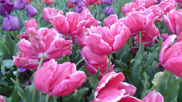 Обои, тюльпаны, цветы, весна