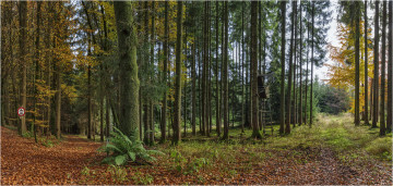 Фото бесплатно пейзаж, хвойный лес, осень, природа, деревья, 10к обои