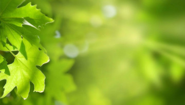 листья, зеленый фон, размытость, макро, шикарные обои скачать, Leaves, green background, blur, macro, elegant wallpaper download