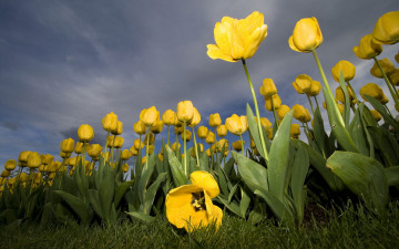 желтые тюльпаны, весенние цветы, синее небо, снимок снизу, трава, Yellow tulips, spring flowers, blue sky, a picture from below, grass