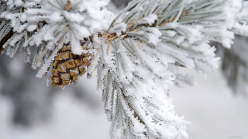 Сосновые иголки и шишка покрыты снегом поднимут вам настроение в зимнюю пору года