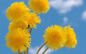 желтые одуванчики, фон небо, цветы, весна, красота, яркие обои, Yellow dandelions, background sky, flowers, spring, beauty, bright wallpaper