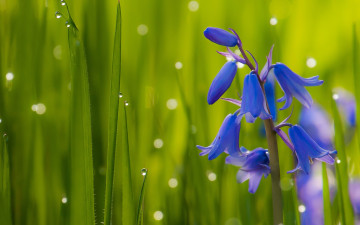 макро, зеленая трава, синие колокольчики, цветок, капли росы, красивые обои, macro, green grass, blue bells, flower, dew drops, beautiful wallpaper