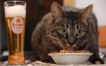 кот закусывает, бокал пива, смешные домашние животные, заставки, Cat has a snack, a glass of beer, funny pets, screensavers